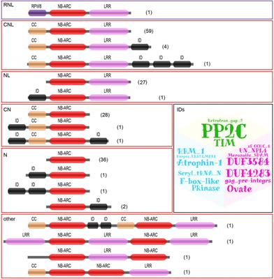 Genome-Wide Identification and Evolutionary Analysis of NBS-LRR Genes From Dioscorea rotundata